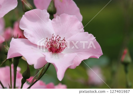 美麗綻放的紅玫瑰花 127401987