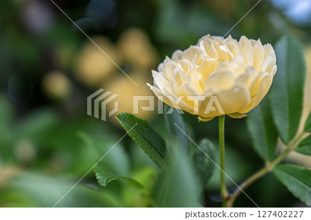 Close up of mokko rose 127402227