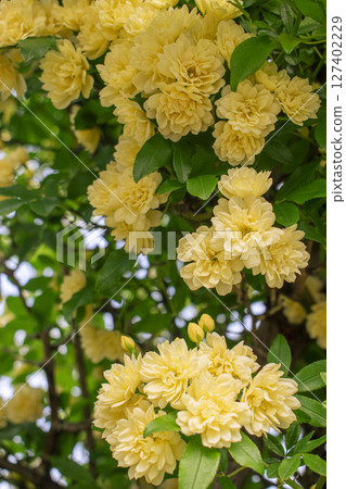 Yellow mock butter flower Yellow mock butter flower 127402229