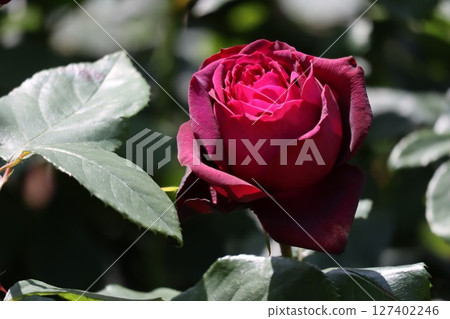 Beautiful purple roses Beautiful purple roses 127402246