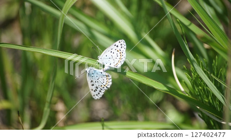Mating copulation 127402477