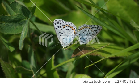交配交配 交配交配 127402481