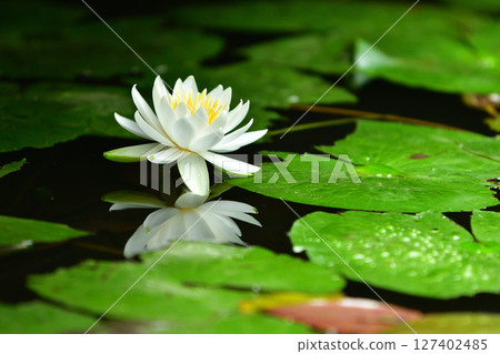 反映在水面上的睡蓮花 反映在水面上的睡蓮花 127402485