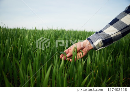Hand of man is touching the wheat that is growing in the agricultural field 127402538