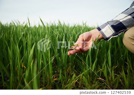 Hand of man is touching the wheat that is growing in the agricultural field 127402539