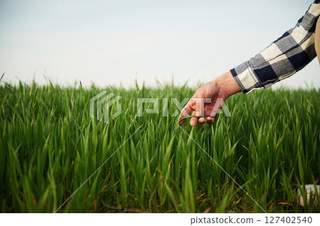 Hand of man is touching the wheat that is growing in the agricultural field 127402540