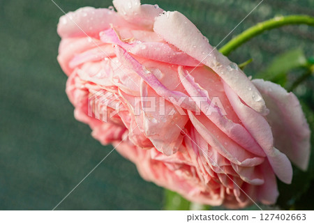 Pink rose with water drops on a green background. 127402663