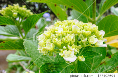 Cute hydrangea flowers-2 Cute hydrangea flowers-2 127402694