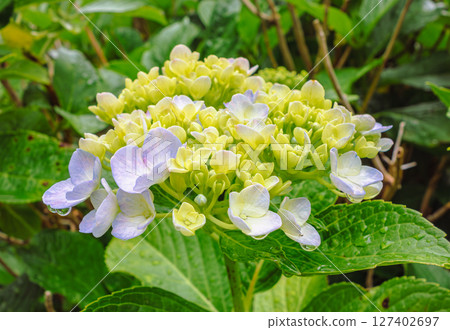 Cute hydrangea flowers - 5 127402697