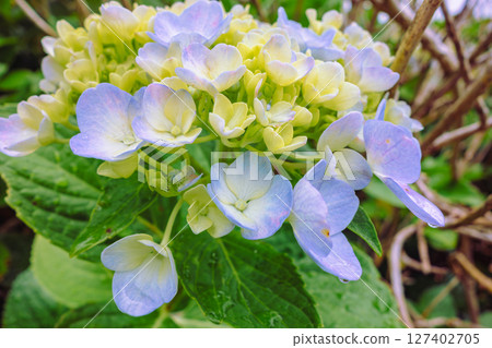 Cute hydrangea flowers-13 127402705