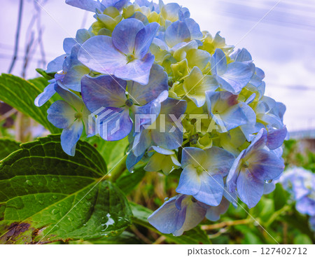 Cute hydrangea flowers - 20 127402712