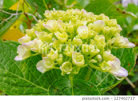 Cute hydrangea flowers - 25 127402717