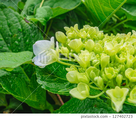 Cute hydrangea flowers-31 127402723