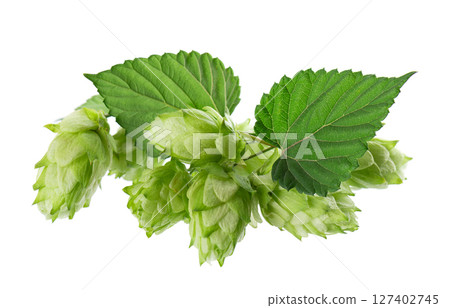 Fresh green hops branch, isolated on a white background. Hop cones with leaf. Organic Hop Flowers. Clipping path. 127402745