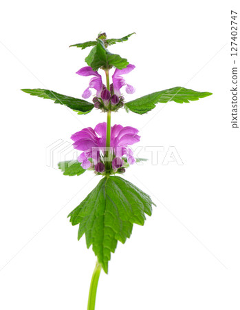 Fresh flowers of spotted dead-nettle isolated on white background. Lamium maculatum. Medicinal herb. 127402747