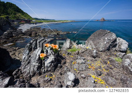 [Niigata Prefecture_Sado] Iwa-yuri (Oda village) that endures the harsh winter of the Sea of Japan and colors the coastline May June 127402835