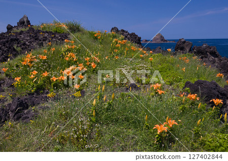 [Niigata Prefecture_Sado] Iwa-yuri (Oda village) that endures the harsh winter of the Sea of Japan and colors the coastline May June 127402844