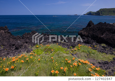 [Niigata Prefecture_Sado] Iwa-yuri (Oda village) that endures the harsh winter of the Sea of Japan and colors the coastline May June 127402847