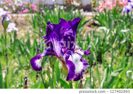 Blooming iris - 8 Blooming iris - 8 127402893