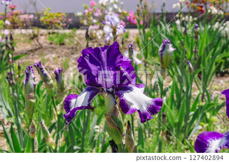 Blooming iris - 9 Blooming iris - 9 127402894
