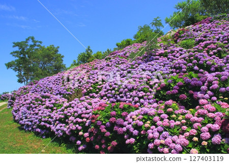 Hydrangea garden in full bloom (Peach Blossom Cape, Kadogawa Town, Miyazaki Prefecture) Hydrangea garden in full bloom (Peach Blossom Cape, Kadogawa Town, Miyazaki Prefecture) 127403119