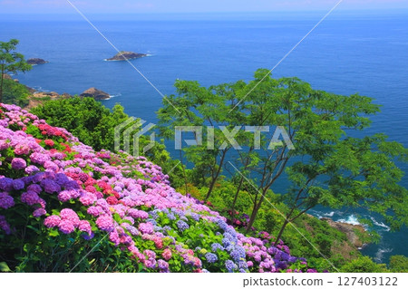 A hydrangea garden in full bloom and the Pacific Ocean (Togenkyo Cape, Kadogawa Town, Miyazaki Prefecture) 127403122