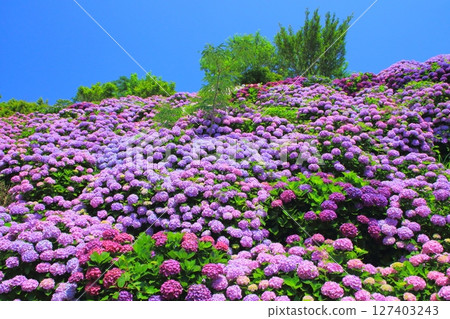 盛開的繡球花園（宮崎縣門川町桃花岬） 127403243