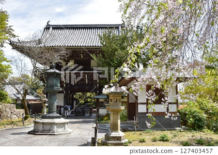 Kyoto City: Zenbouji Temple's mountain gate (romon gate) and weeping cherry blossoms 127403457