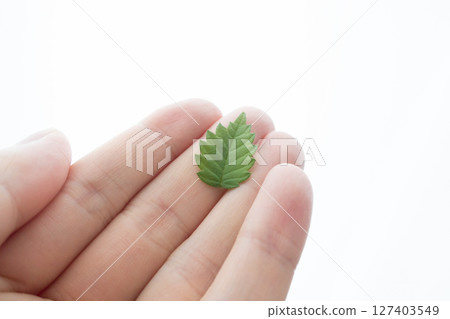 Small leaves 127403549