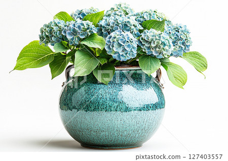 Big Hydrangea bush in rustic pot with fleshy leaves and pink flowers on a white background. 127403557
