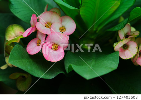 Close-up of a beautiful pink flower, Crown of Thorns or Christ Thorns, with natural light. Space for copy and design. 127403608