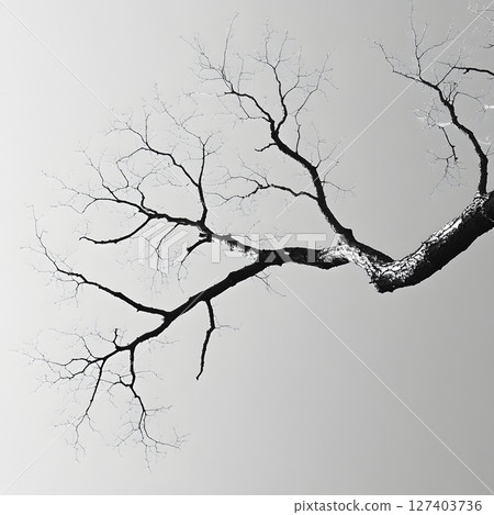 Bare Tree Branches Against a Pale Sky 127403736