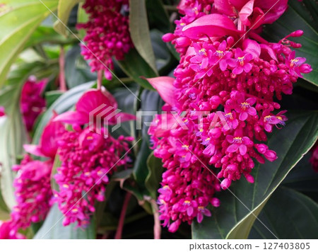 華麗的梅迪尼利亞火鳥 華麗的梅迪尼利亞火鳥 127403805