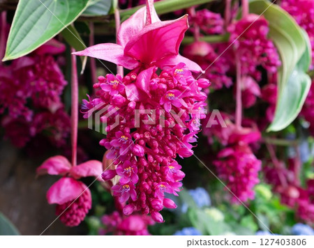 華麗的梅迪尼利亞火鳥 127403806