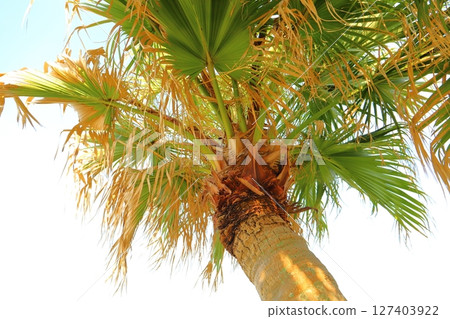 日南海岸的棕櫚樹 127403922