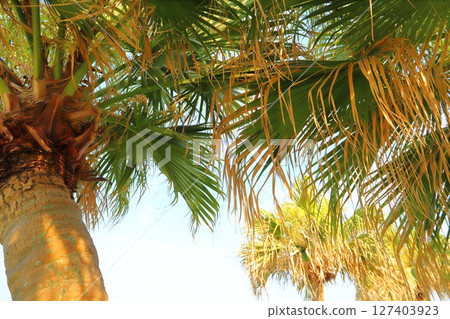 日南海岸的棕櫚樹 127403923