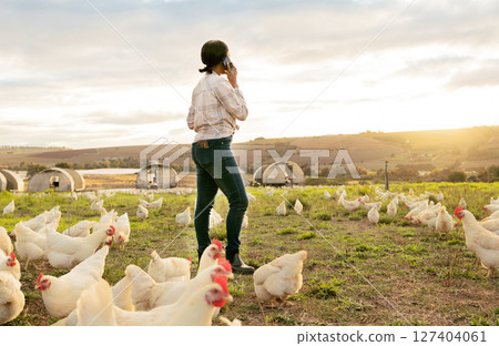 Agriculture, chicken and phone of farm woman in countryside with 5g communication for poultry business. Grass, animals and farmer on mobile talk on field with rooster livestock in South Africa. 127404061