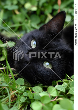 Black Cat Relaxing in Green Grass Black Cat Relaxing in Green Grass 127404134