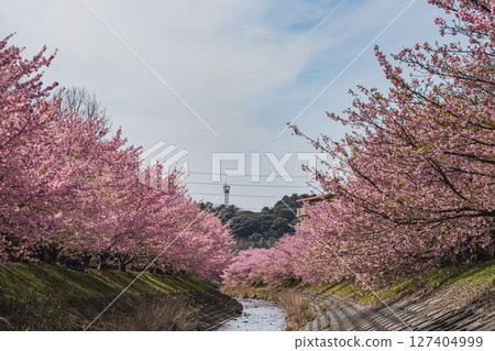 Scenery of Kawazu cherry blossoms at Higashidaiyama in Hamamatsu City (Shizuoka Prefecture) 127404999