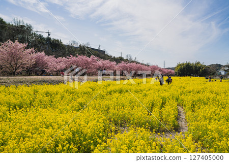 Scenery of Kawazu cherry blossoms at Higashidaiyama in Hamamatsu City (Shizuoka Prefecture) 127405000