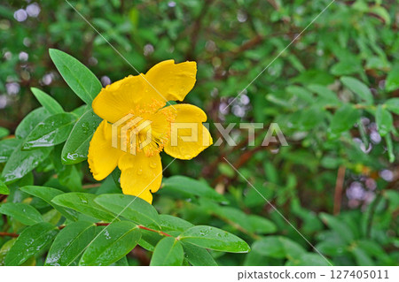 雨中綻放的金絲桃花(夏日、六月) 雨中綻放的金絲桃花(夏日、六月) 127405011