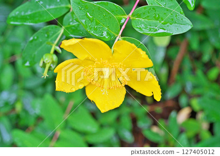 雨中綻放的金絲桃花(夏日、六月) 雨中綻放的金絲桃花(夏日、六月) 127405012