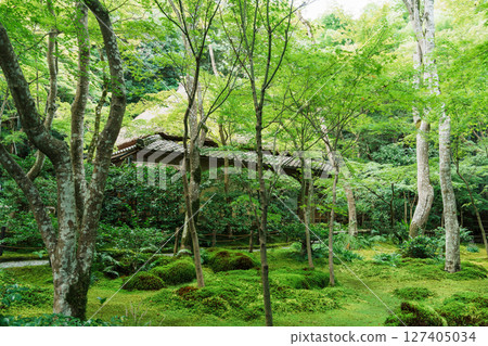 Moss garden at Gionji Temple in Sagano, Kyoto 127405034