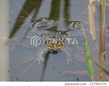 一隻日本池蛙從淺池塘的水面浮出水面 一隻日本池蛙從淺池塘的水面浮出水面 127405378