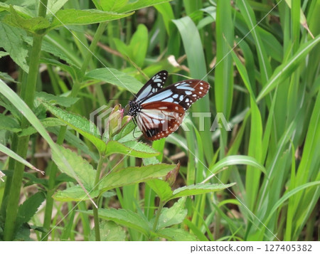 A Monarch butterfly resting on a leaf 127405382