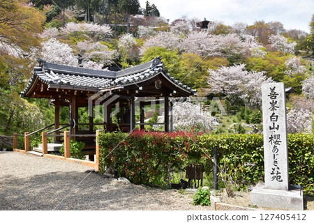 Kyoto City: Weeping cherry blossoms in full bloom and the Jizo of Happiness at Zenbouji Sakura Hydrangea Garden 127405412