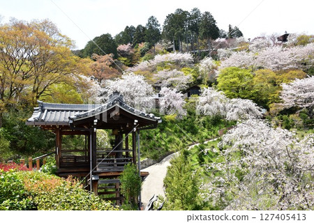 Kyoto City: Weeping cherry blossoms in full bloom and the Jizo of Happiness at Zenbouji Sakura Hydrangea Garden 127405413