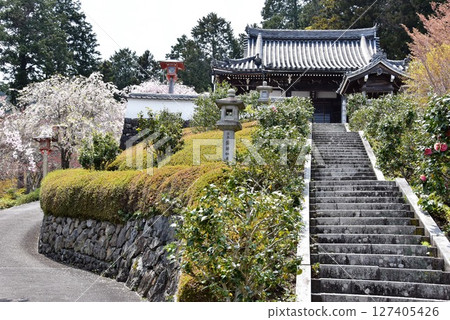 京都市:善法寺藥師堂與盛開的垂枝櫻花 京都市:善法寺藥師堂與盛開的垂枝櫻花 127405426