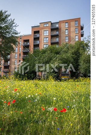 Pretty wildflowers in a park with an apartment building behind. Southall, Greater London, UK. 127405585