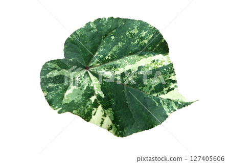 Waru or Hibiscus tiliaceus Variegated leaves are dark green Waru or Hibiscus tiliaceus Variegated leaves are dark green 127405606